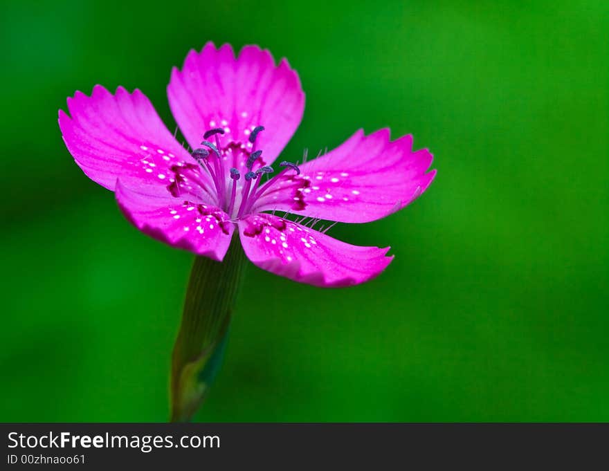 Close up of violet flower background