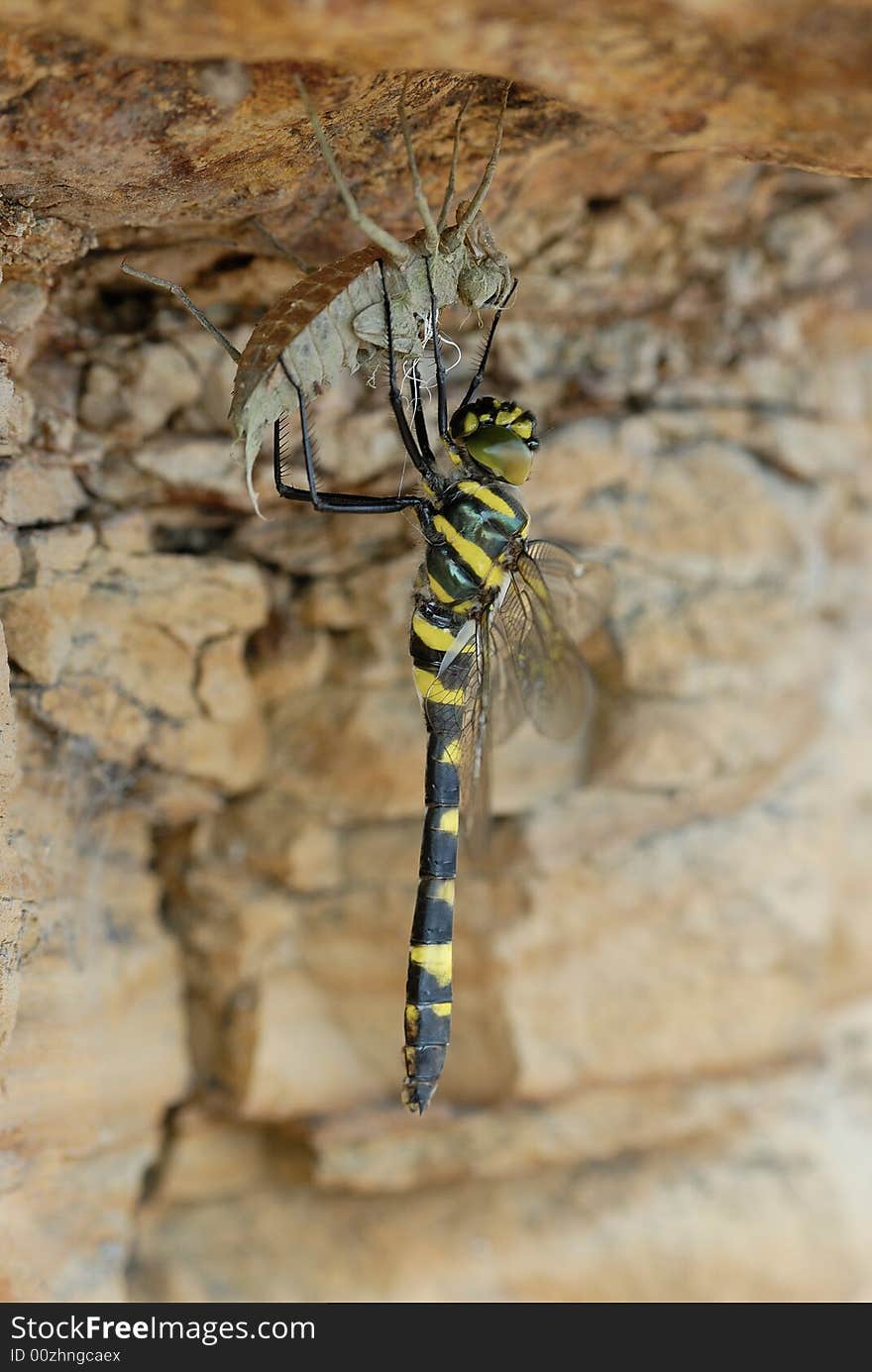 Fresh dragonfly on the stone