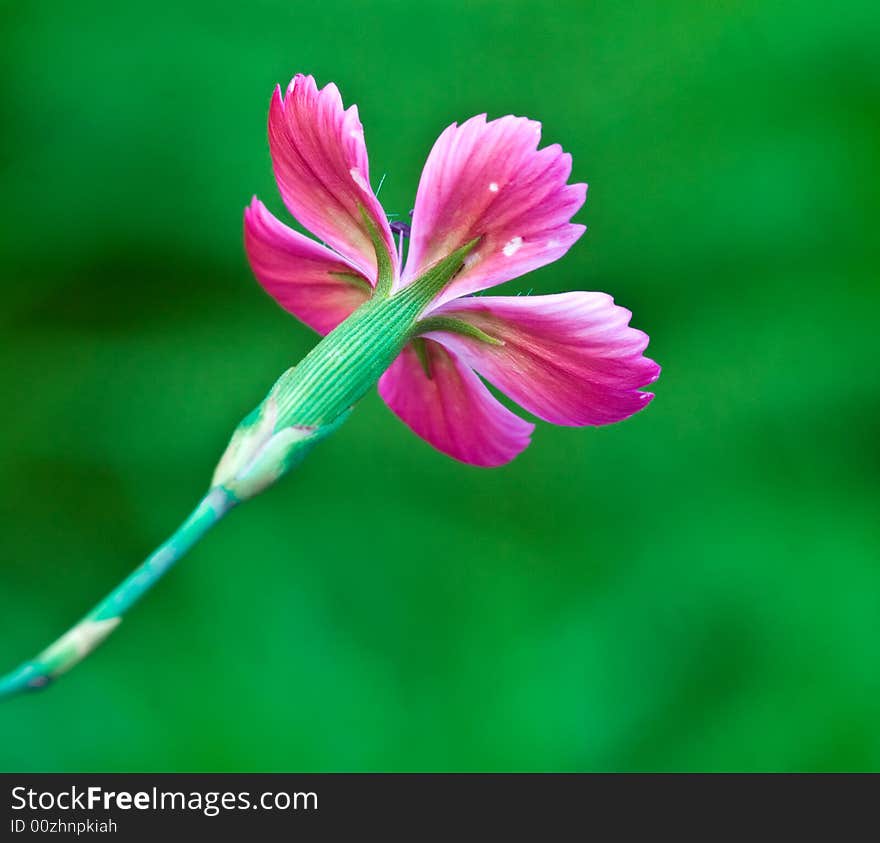 Close up of cute little flower background