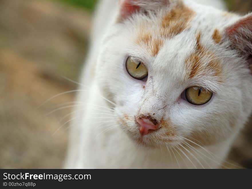 A close up shot of a cat. A close up shot of a cat