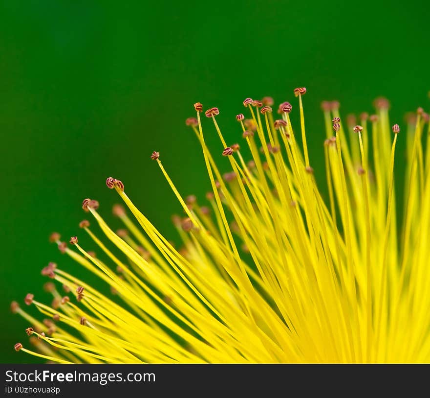 Abstract background, nice yellow flower close up. Abstract background, nice yellow flower close up