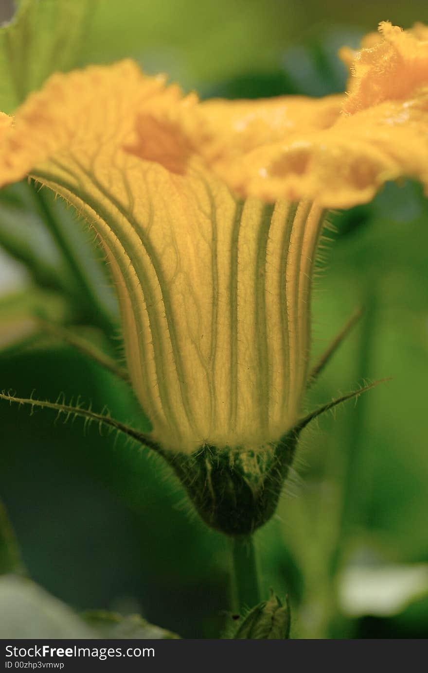 Pumpkin flower