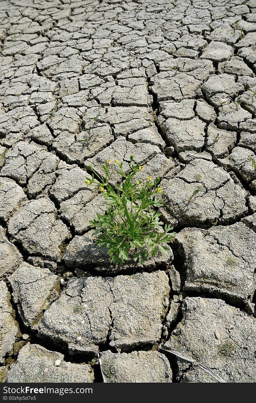 Cracked earth ground with green plant. Cracked earth ground with green plant