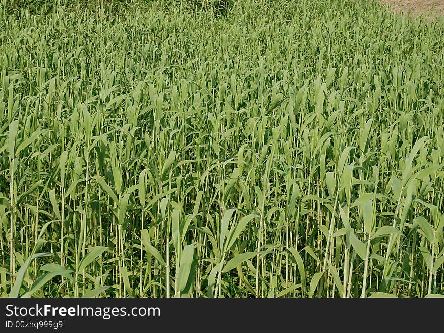 Green field