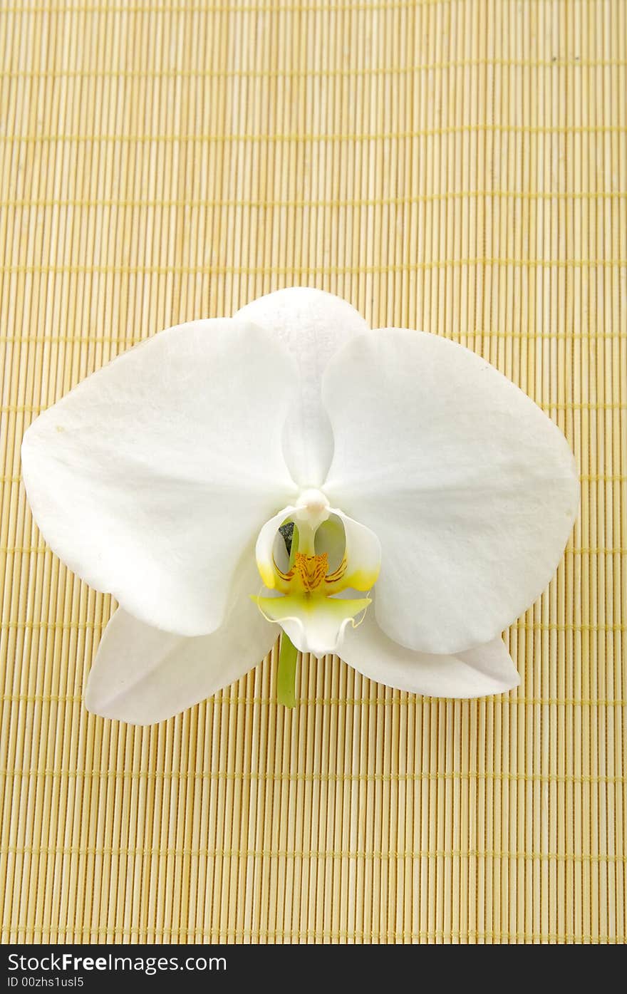 Orchid