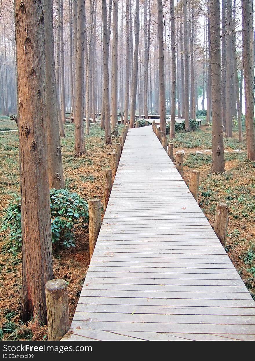 Fir forest in the xuanwu lake park, nanjing city, china