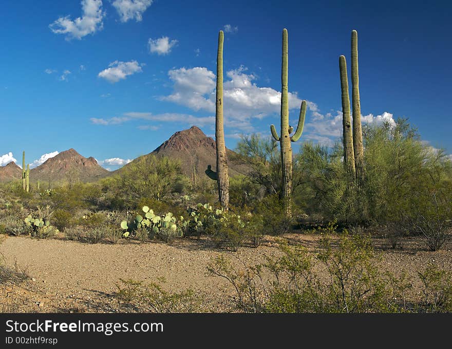 Saguaros and Tucson Mountains in beautifull Sonoran Desert.