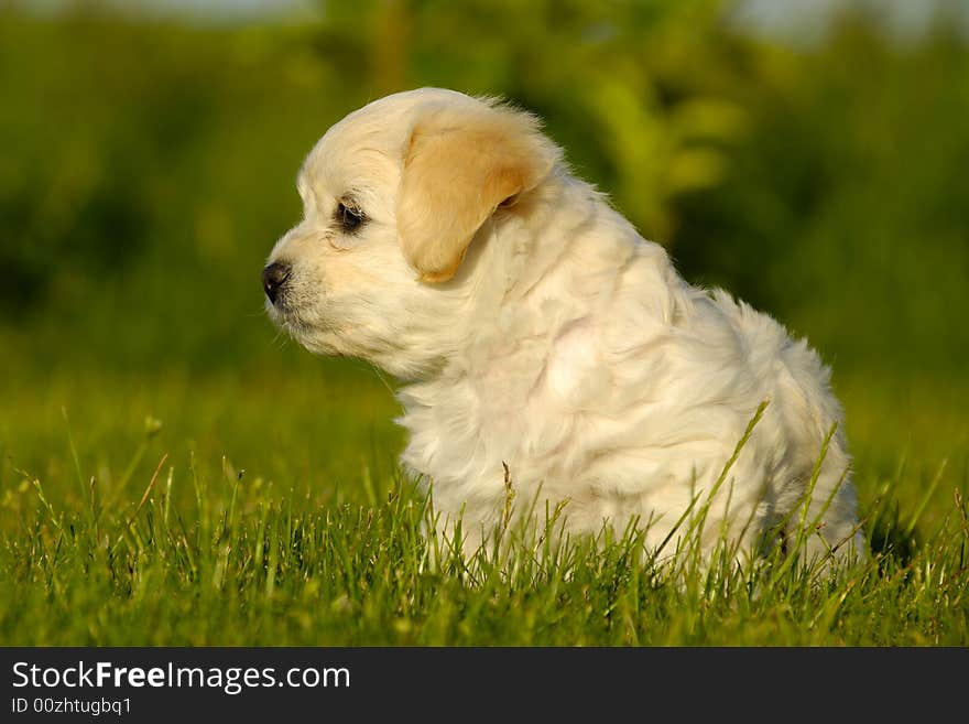 A Bichon Havanais puppy resting in the sun