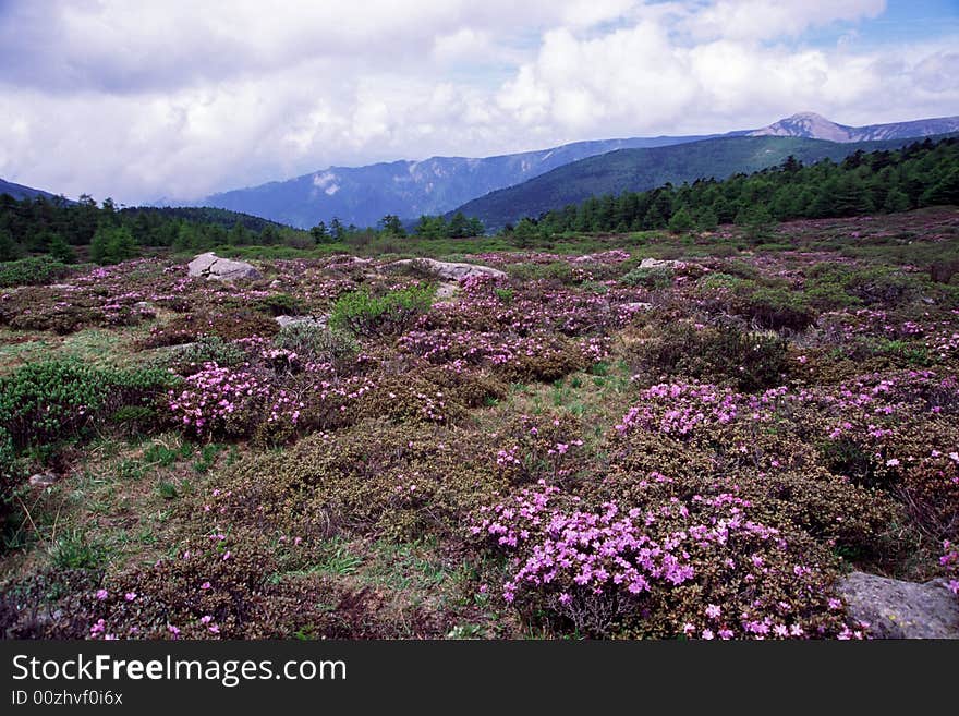 A meadow full of wild rhododendron flowers, taibaishan mountain, china