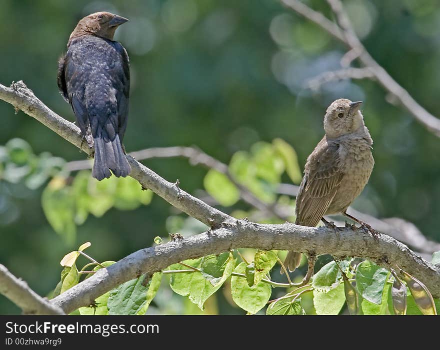 Cowbirds