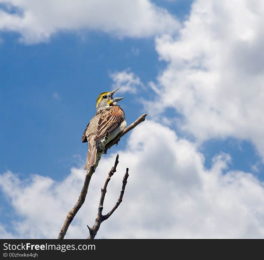 Dickcissel