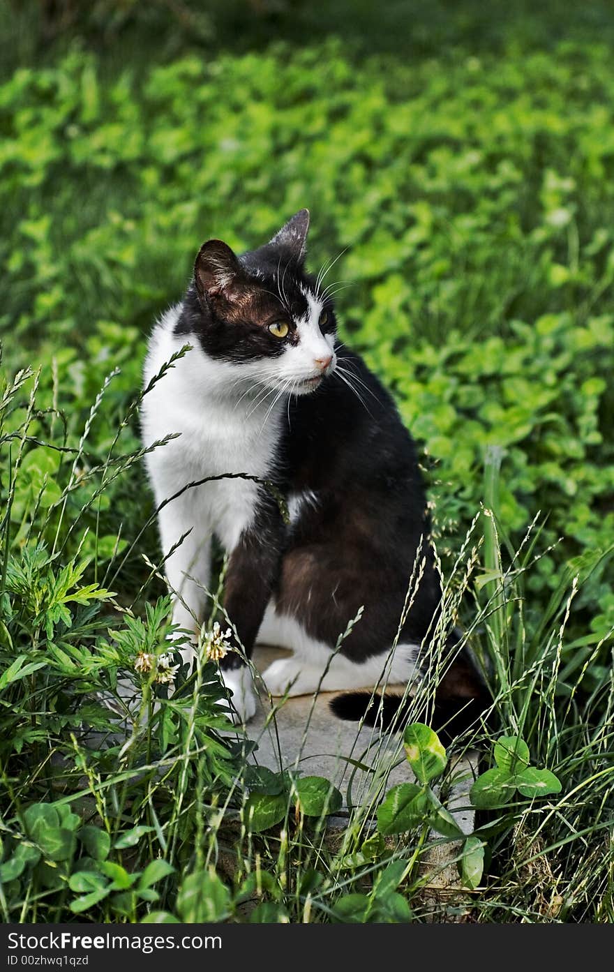 Black and white cat