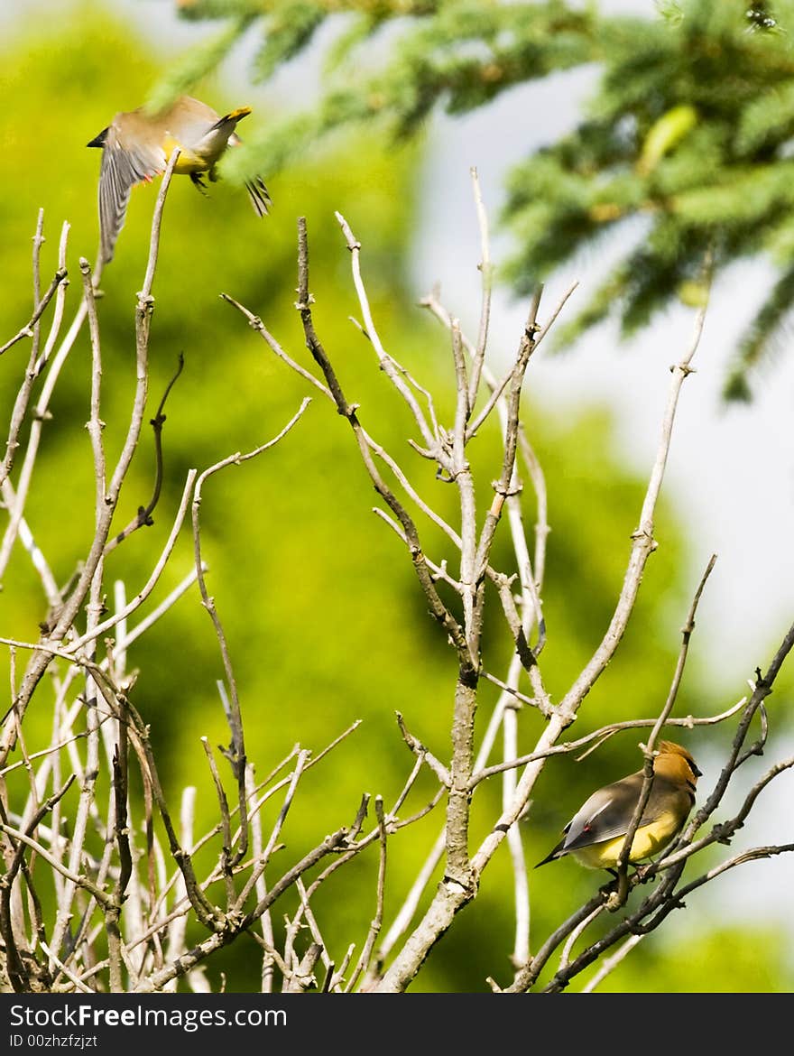 Cedar Waxwings