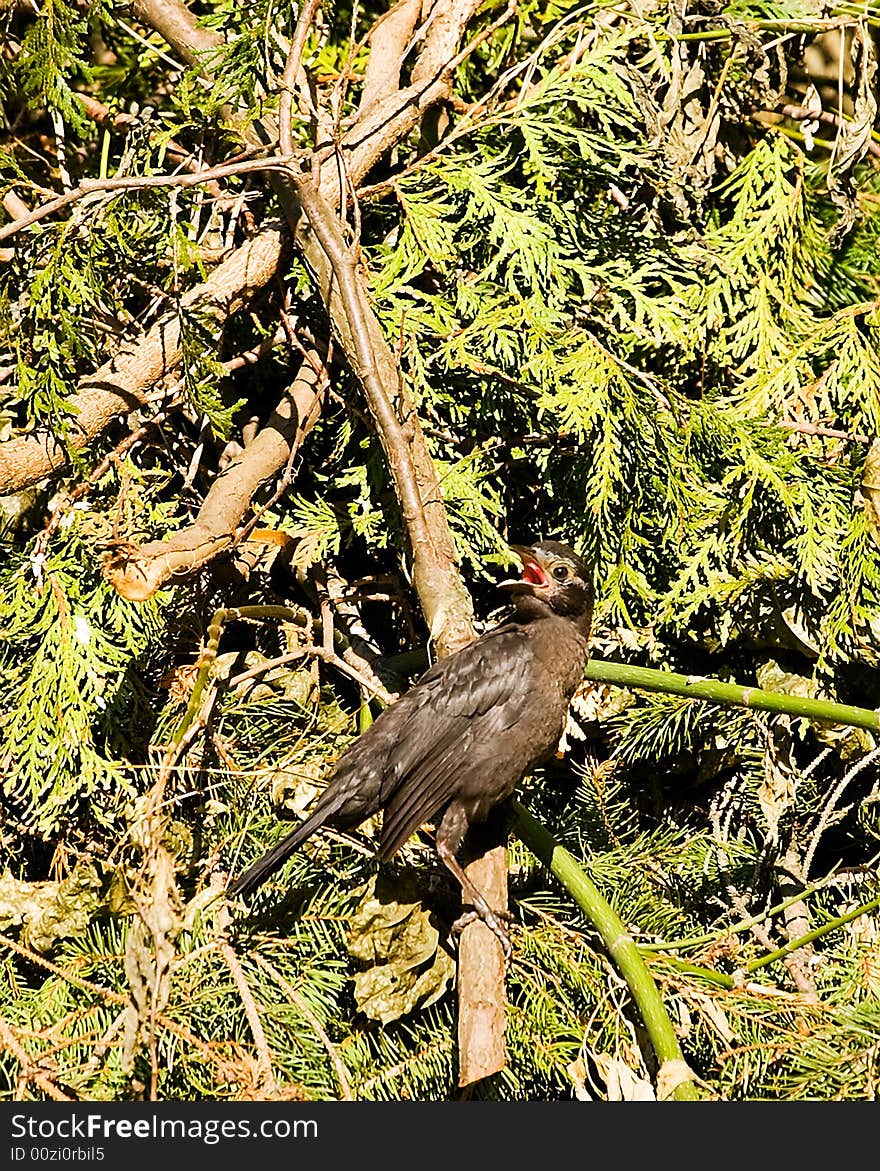 Grackle calling out for parent while sitting on brush pile. Grackle calling out for parent while sitting on brush pile