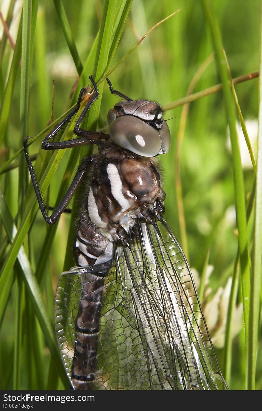 Dragonfly in the grass