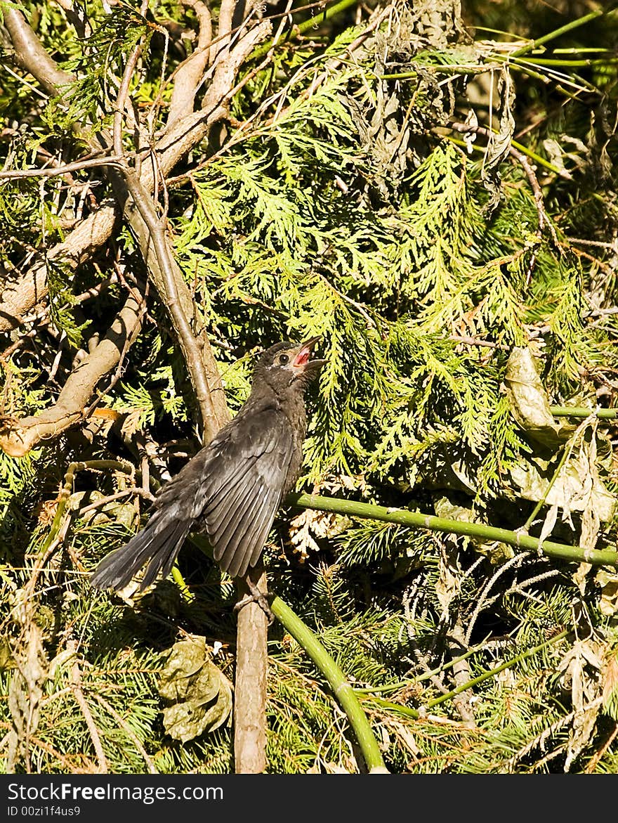 Grackle calling out for parent while sitting on brush pile. Grackle calling out for parent while sitting on brush pile