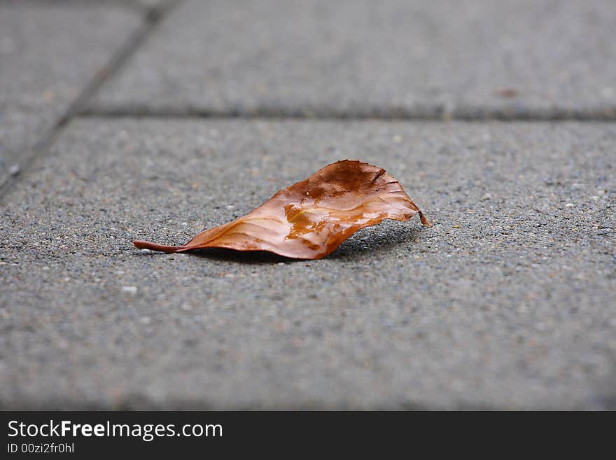 Autumn leaf