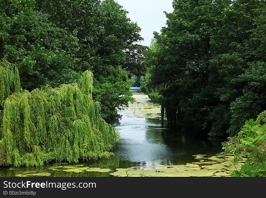 A river covered with vegetation