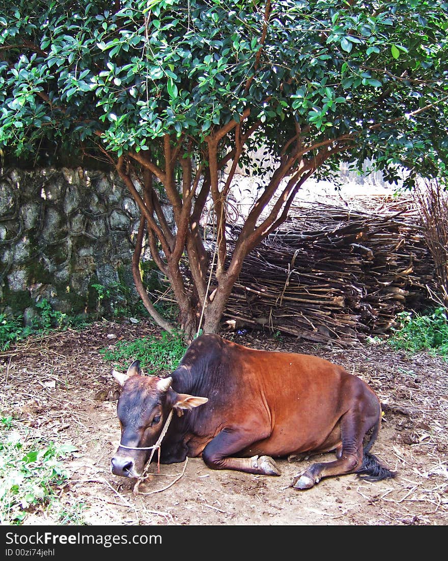 Ox under a tree