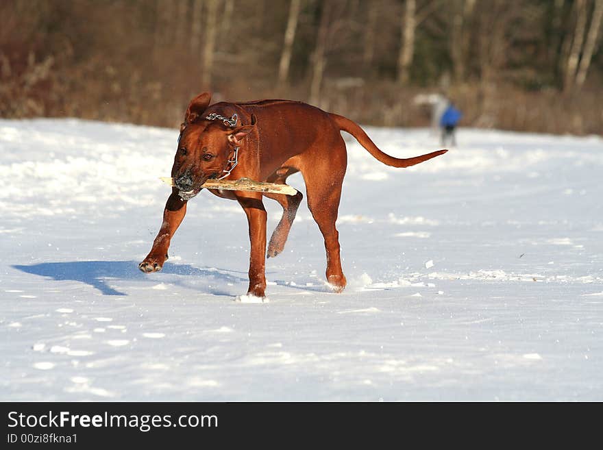 Rhodesian ridgeback likes play and run. Rhodesian ridgeback likes play and run