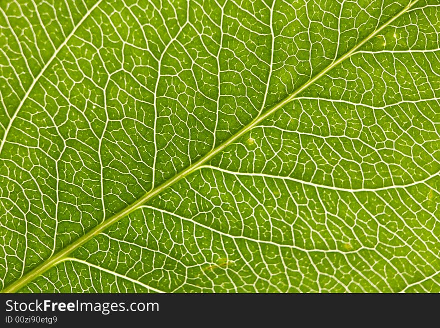 Leaf macro, extreme close-up shot