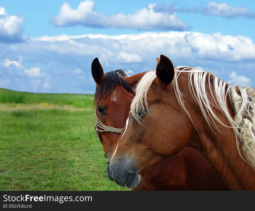 Two horses on a greenfield with blue sky on background. Two horses on a greenfield with blue sky on background