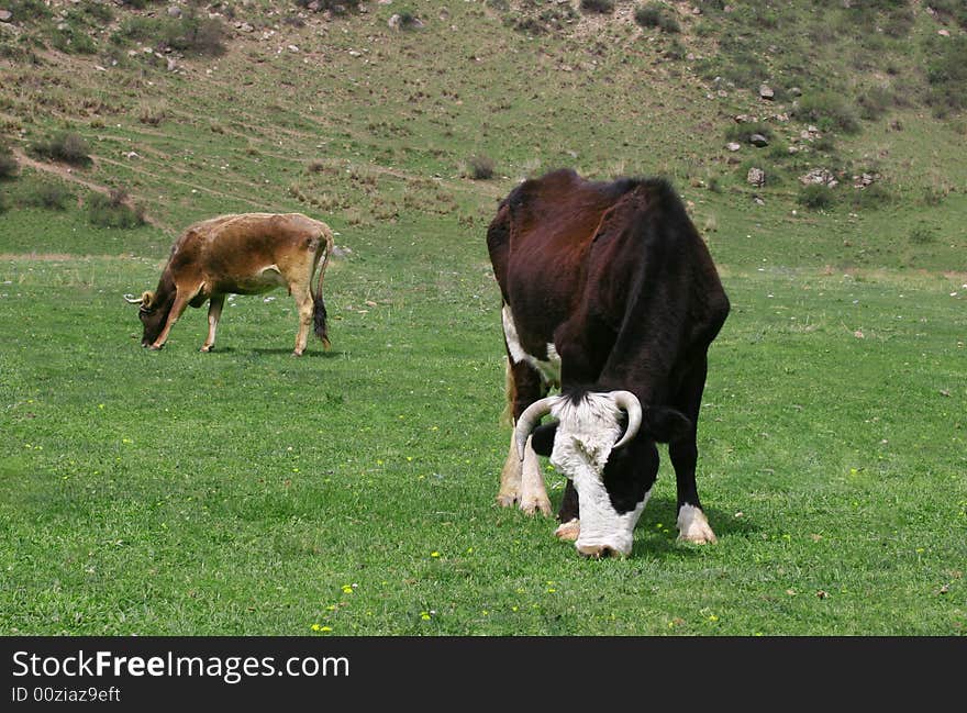 Cow on a meadow