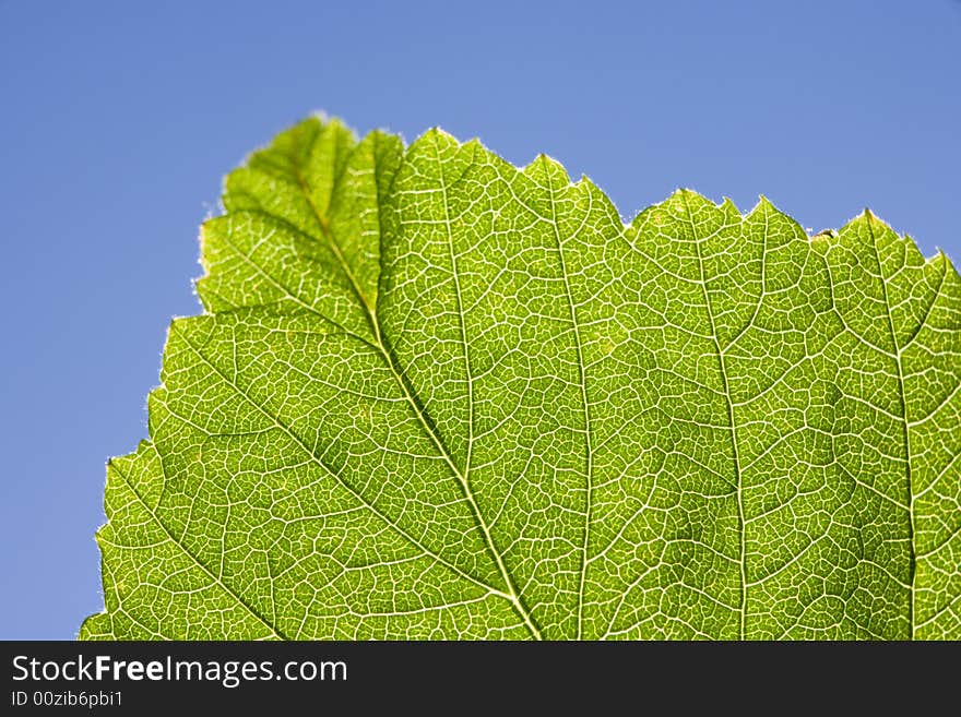 Leaf macro, extreme close-up shot