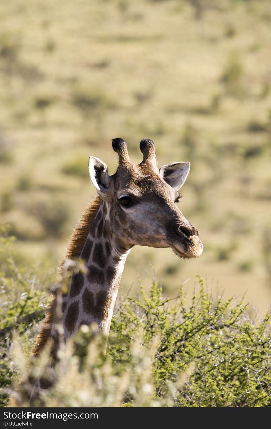 An African Giraffe with its head way above the trees looking to the right. An African Giraffe with its head way above the trees looking to the right