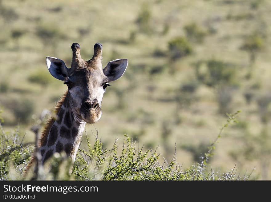 An African Giraffe with its head way above the trees looking at the camera. An African Giraffe with its head way above the trees looking at the camera