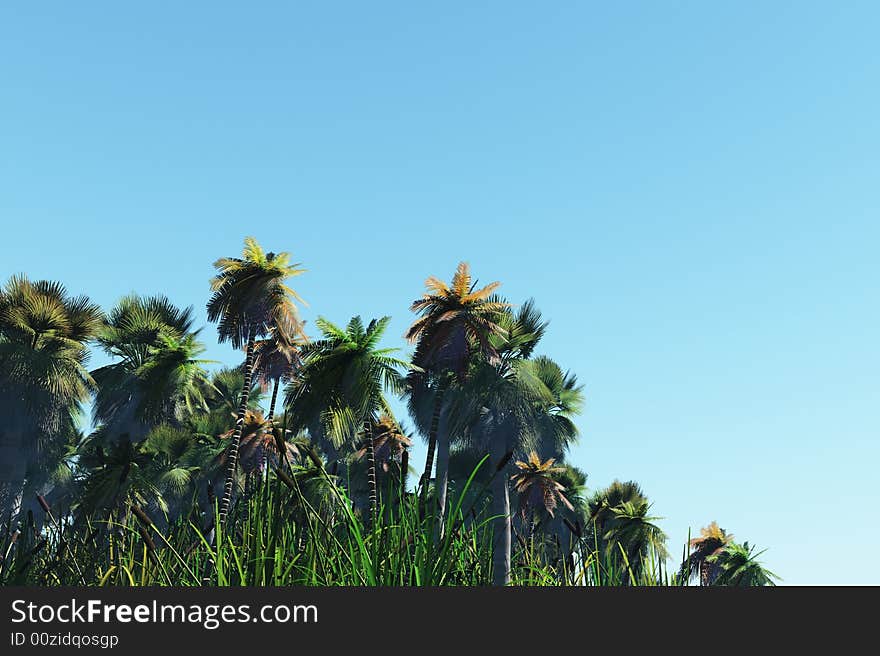 Palm trees on the shore