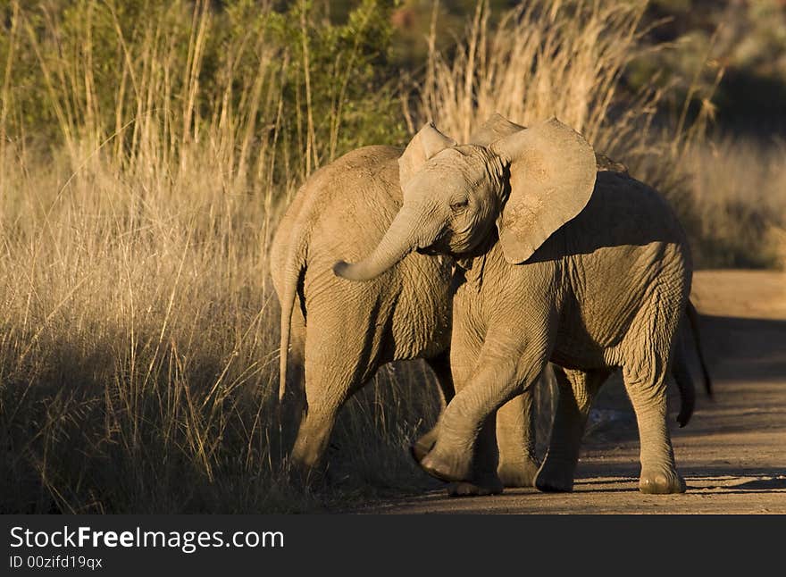 An African Elephant playing with its brother flapping his ears and swinging its trunk. An African Elephant playing with its brother flapping his ears and swinging its trunk