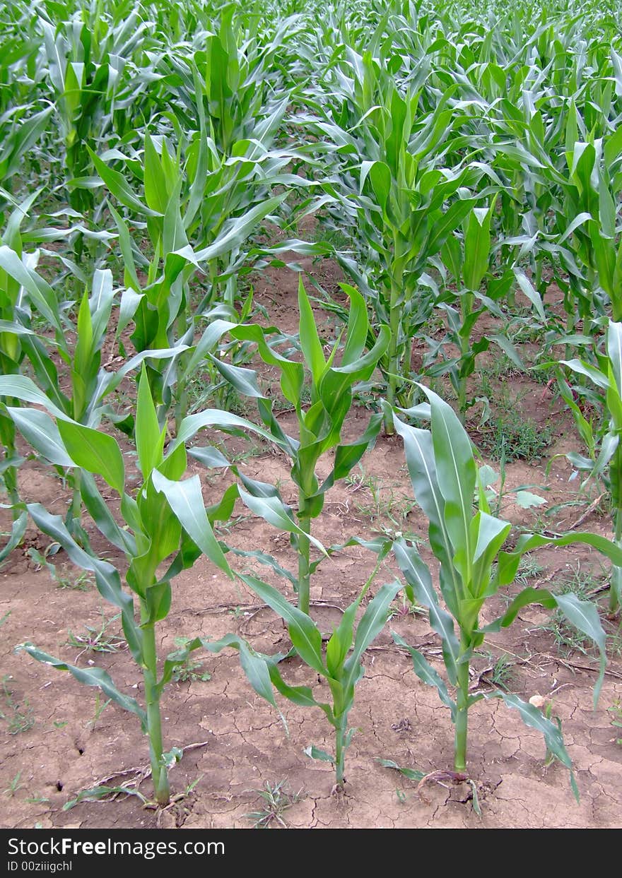 Lines on a field of new corn. Lines on a field of new corn