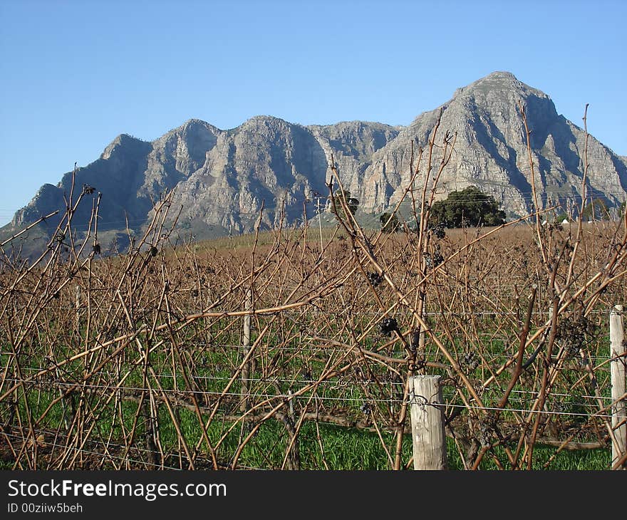 This photo was taken out of our Cabernet Sauvignon vineyard with the Groot Drakenstein mountain range in the background. This photo was taken out of our Cabernet Sauvignon vineyard with the Groot Drakenstein mountain range in the background.