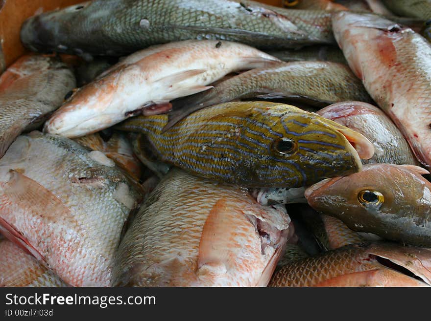 Salt water fish caught by local fisherman from the Bahamian Ocean. Salt water fish caught by local fisherman from the Bahamian Ocean