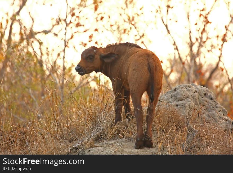 Buffalos and calf