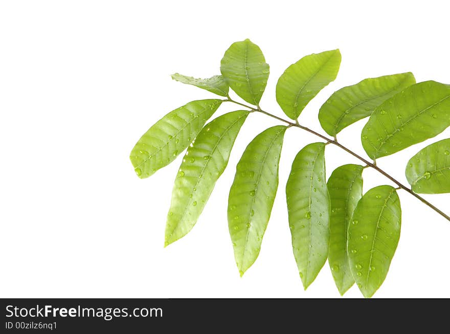 Green leaf isolated on white background