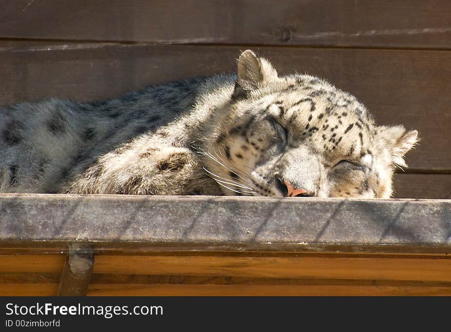 The snow leopard in the zoo. The snow leopard in the zoo