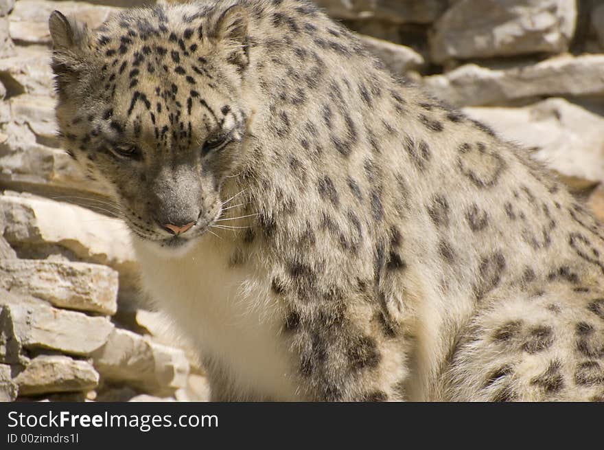 The snow leopard