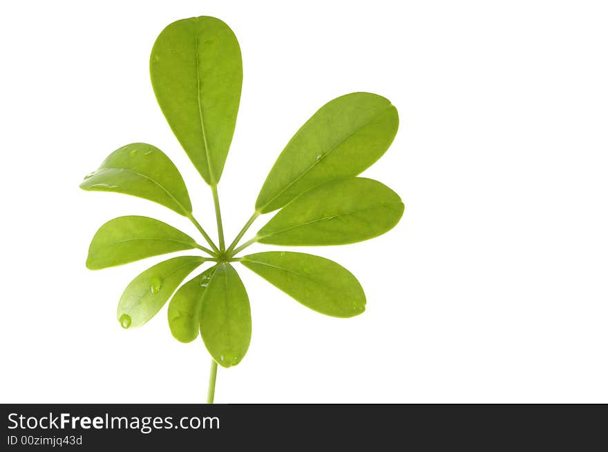 Green leaf isolated on white background