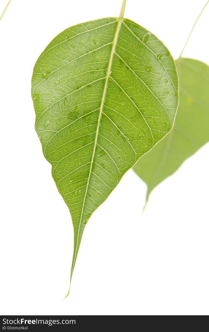 Green leaf isolated on white background