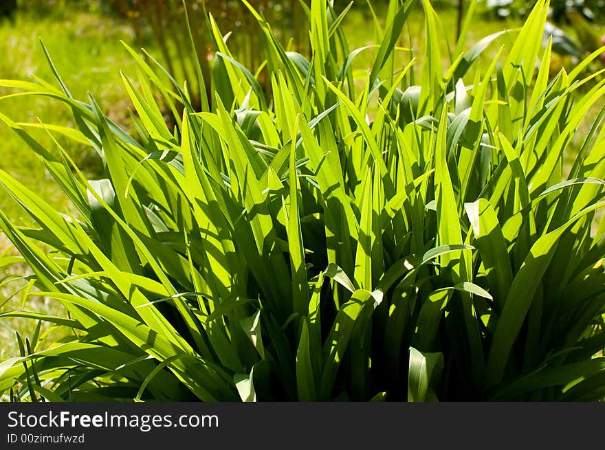 The green grass in the garden. The green grass in the garden