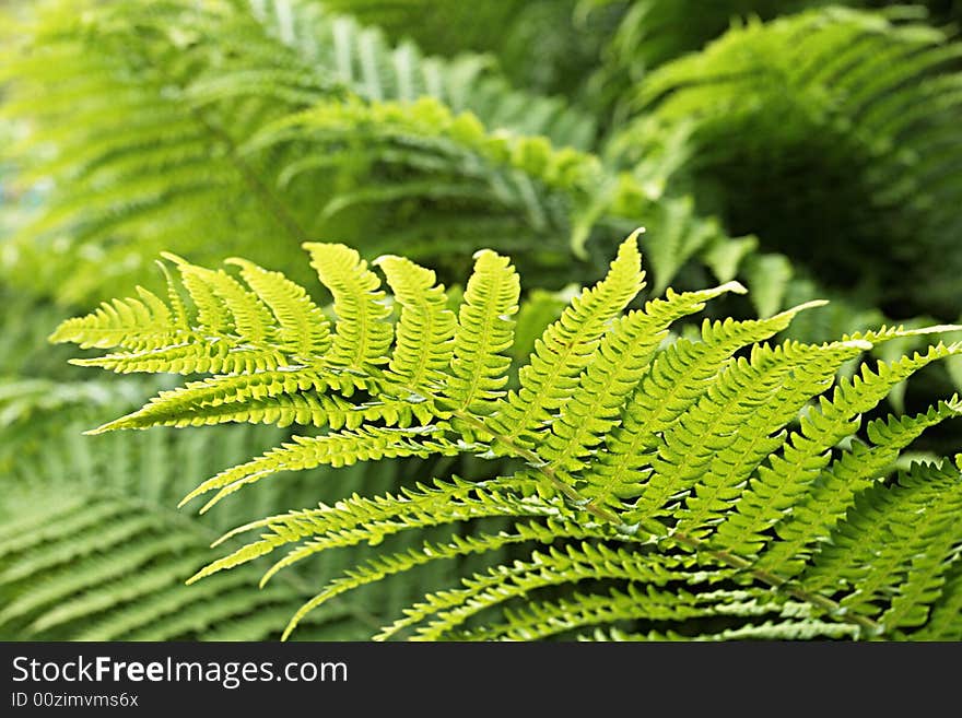 Fern,focus on a center,shallow DOF