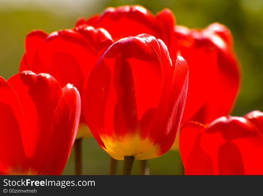 Tulips