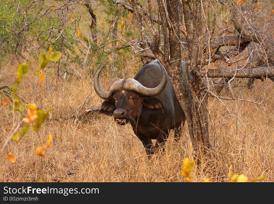 Photo of Buffalo herd taken in Sabi Sands Reserve in South Africa