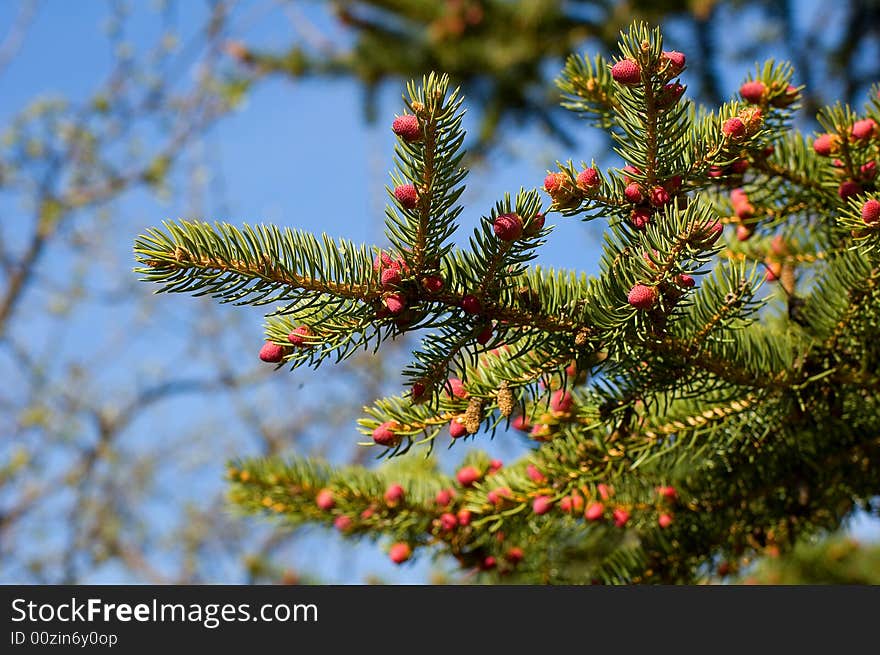 The  fir tree in my garden