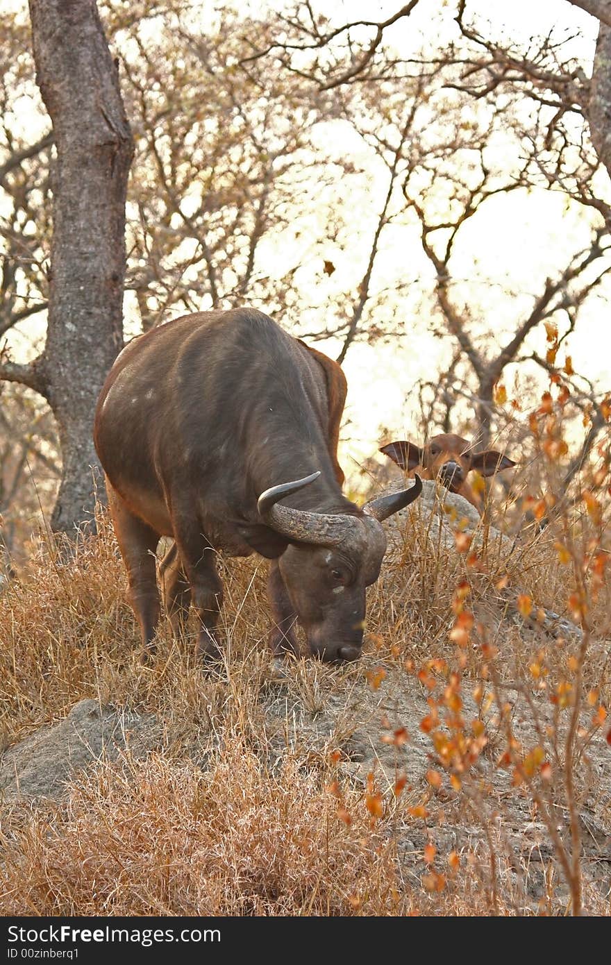 Photo of Buffalo herd taken in Sabi Sands Reserve in South Africa