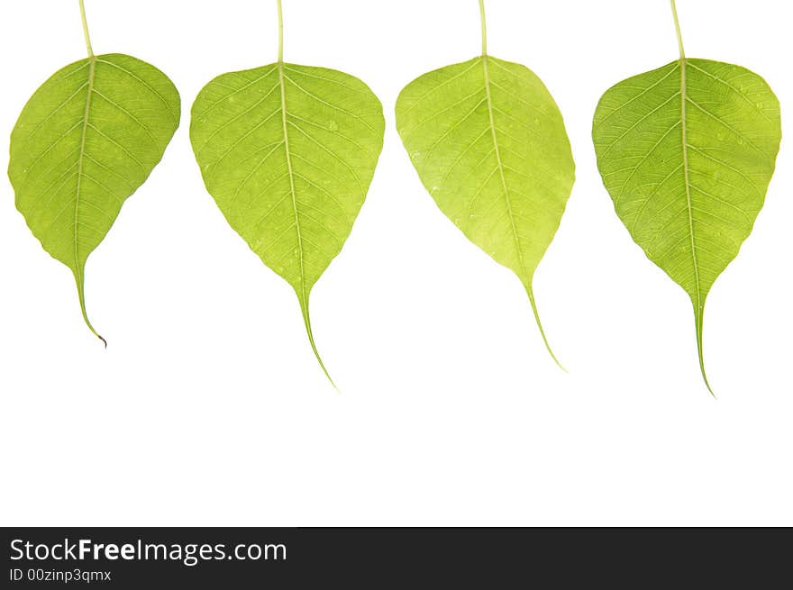 Green leaf isolated on white background