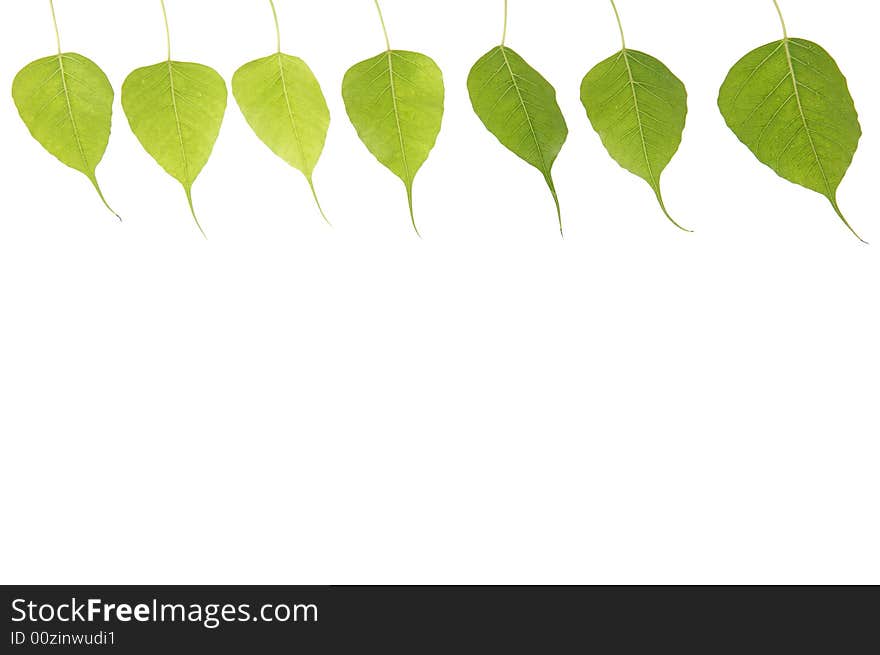 Green leaf isolated on white background