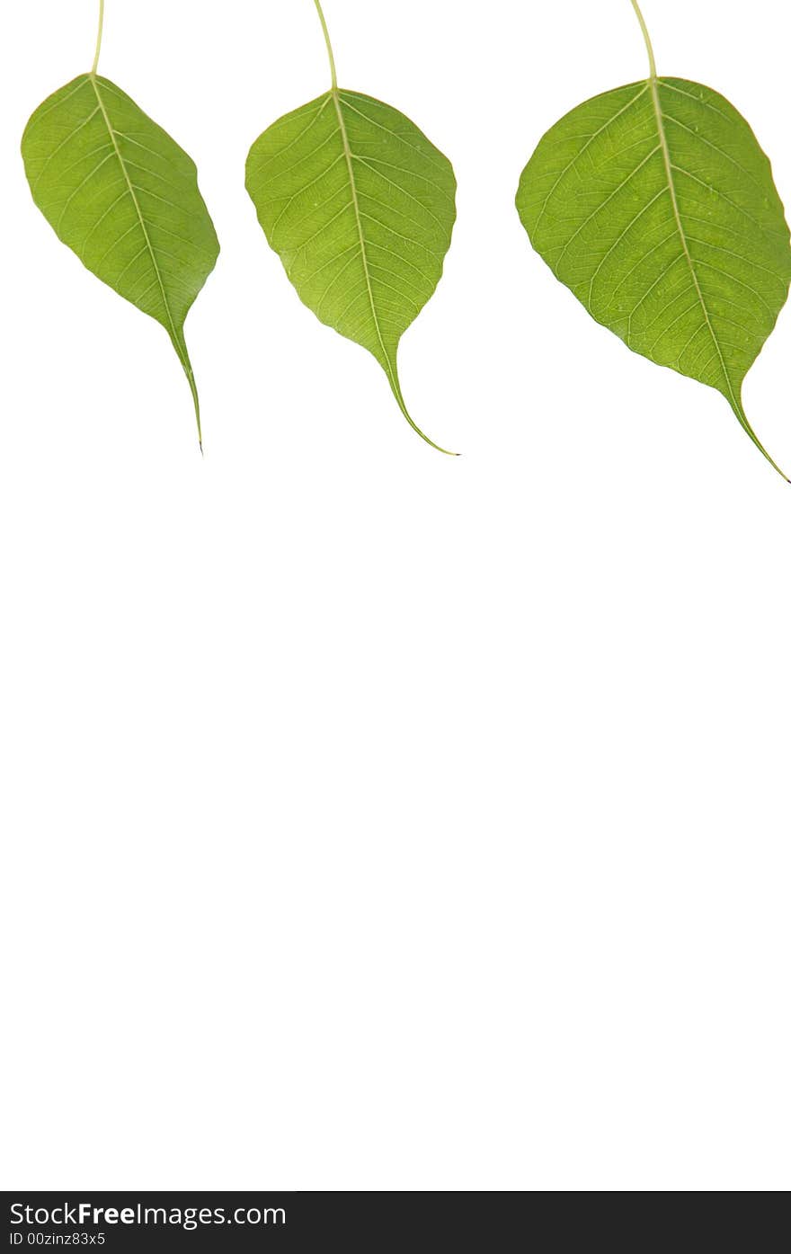 Green leaf isolated on white background